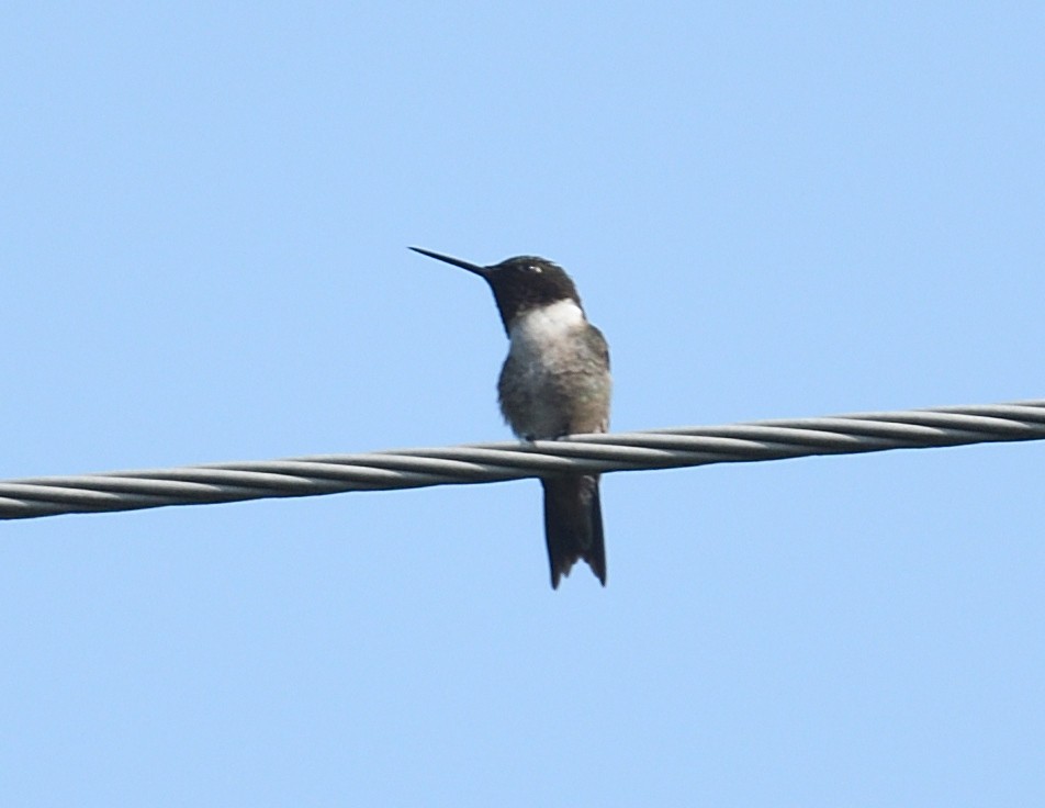 Ruby-throated Hummingbird - ML639003395