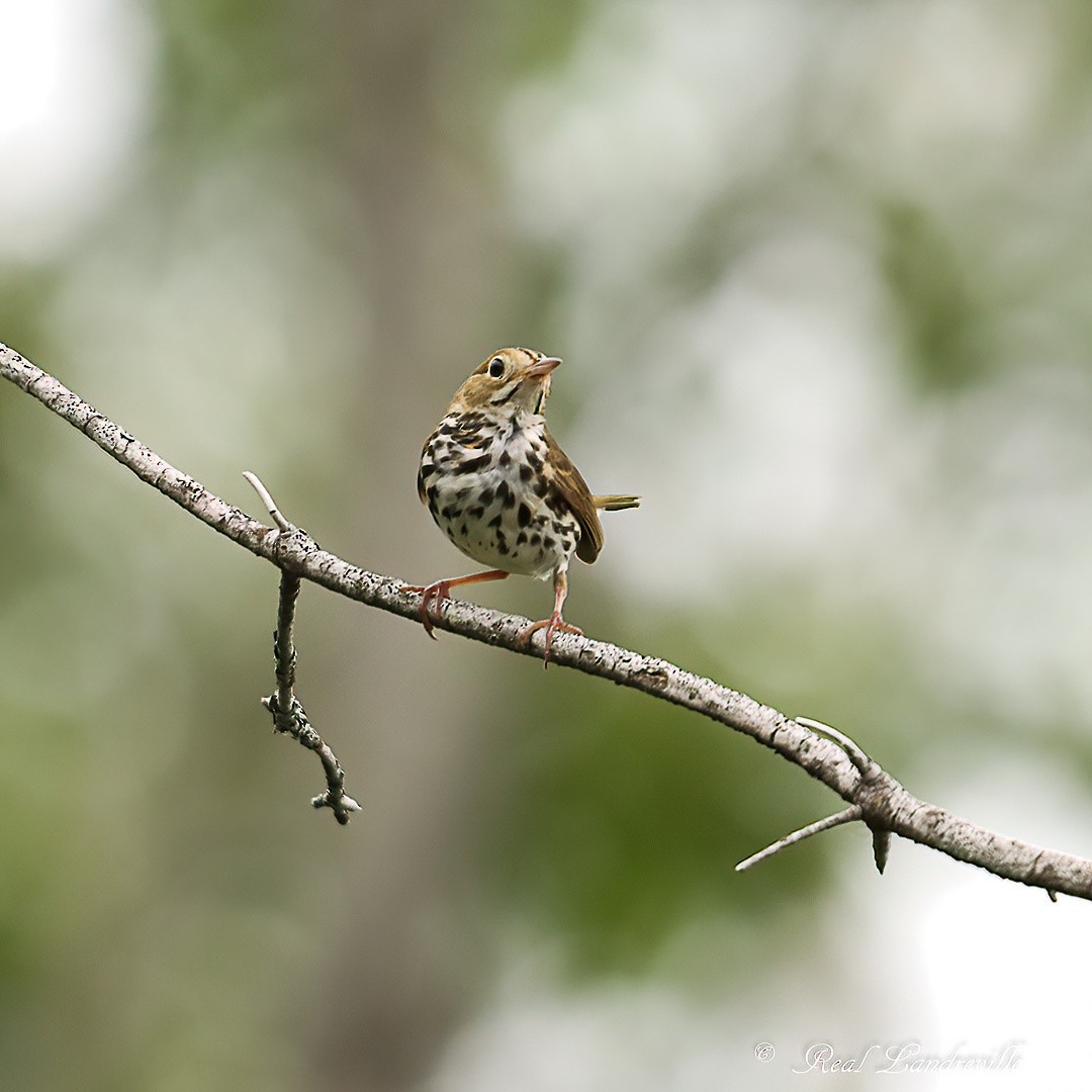 Ovenbird - ML639003396