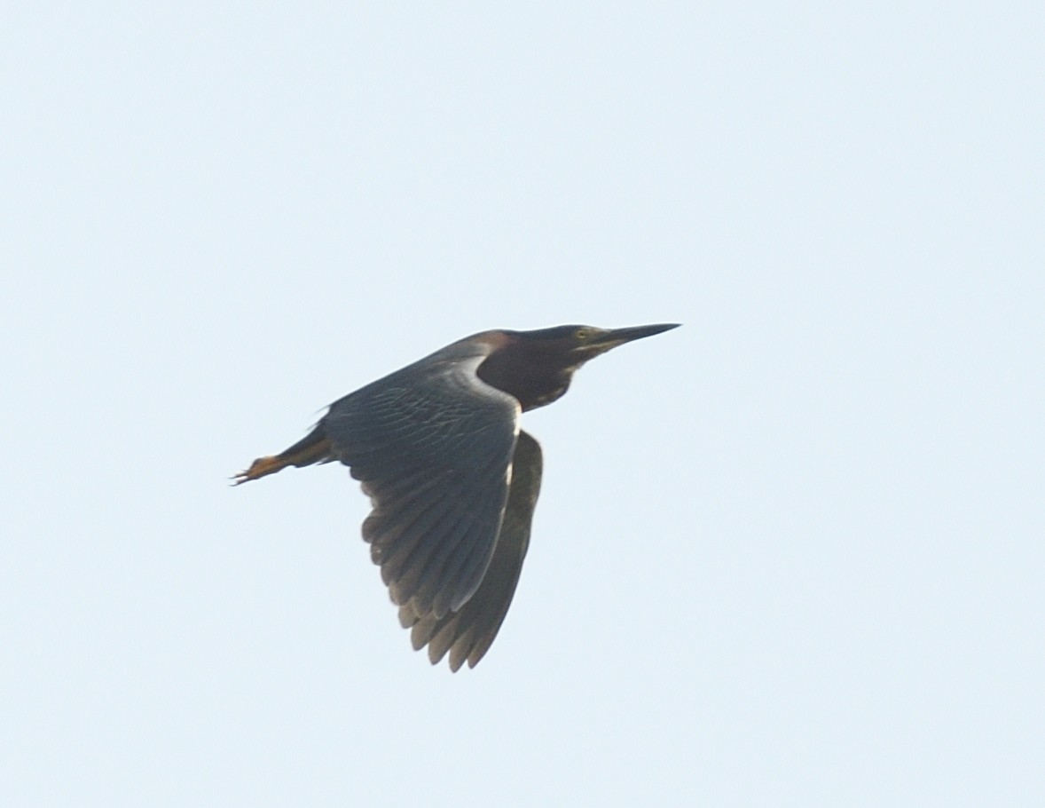 Green Heron - ML639003399