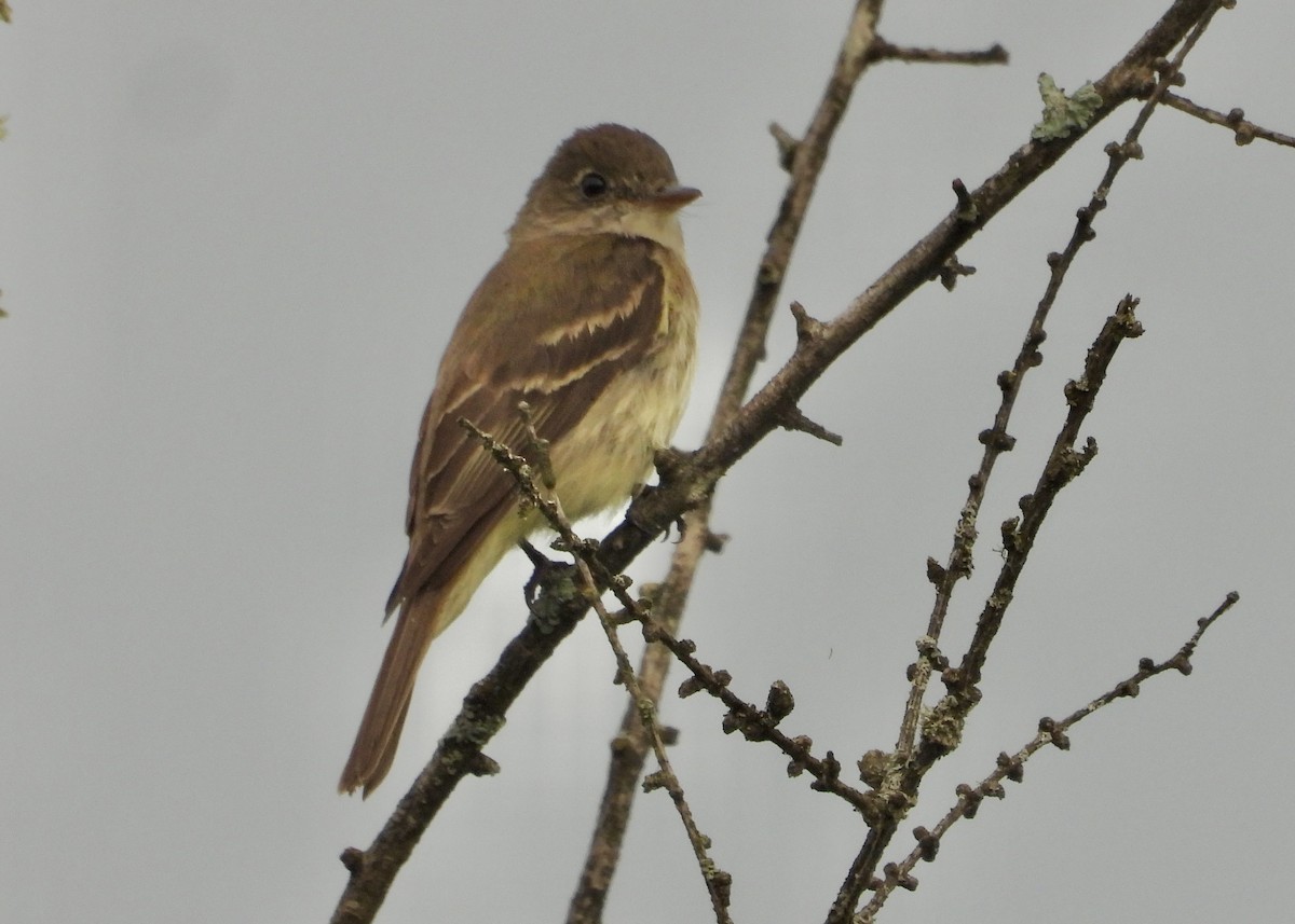 Alder Flycatcher - ML639003400