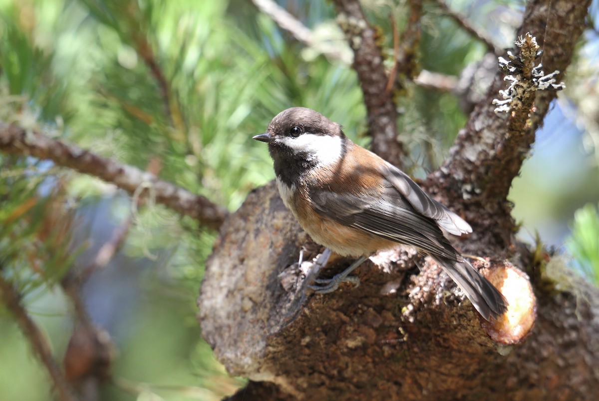 Chestnut-backed Chickadee - ML639003422
