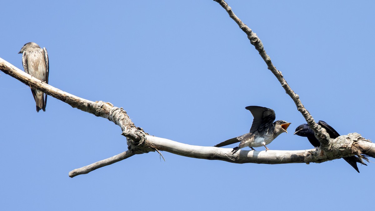 Purple Martin - ML639003438