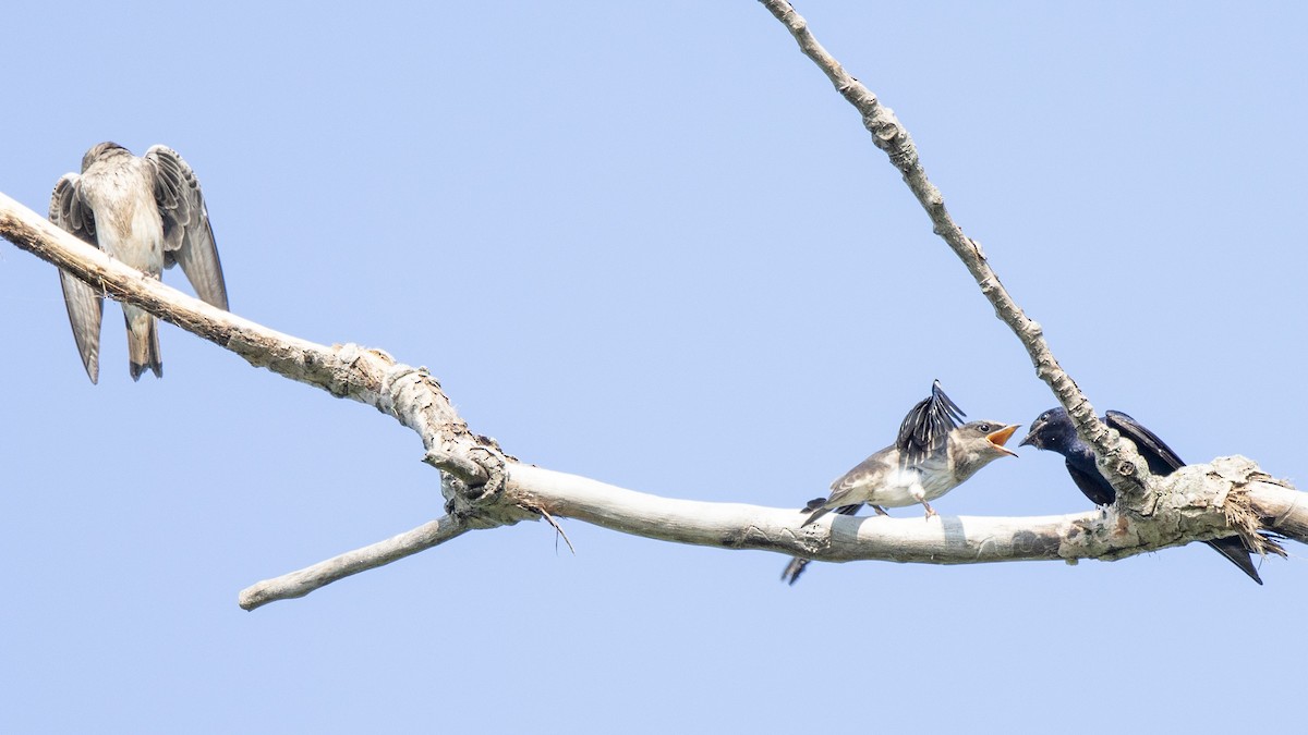 Purple Martin - ML639003439