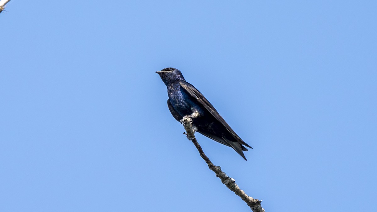 Purple Martin - ML639003440