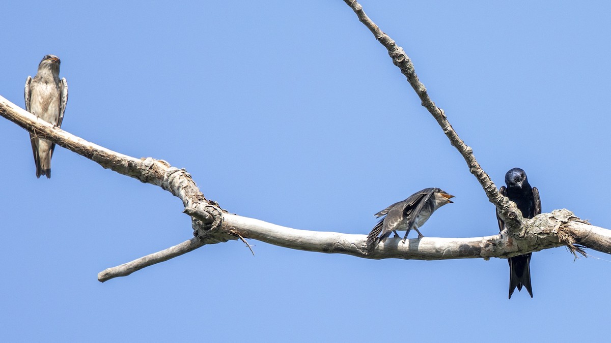 Purple Martin - ML639003441