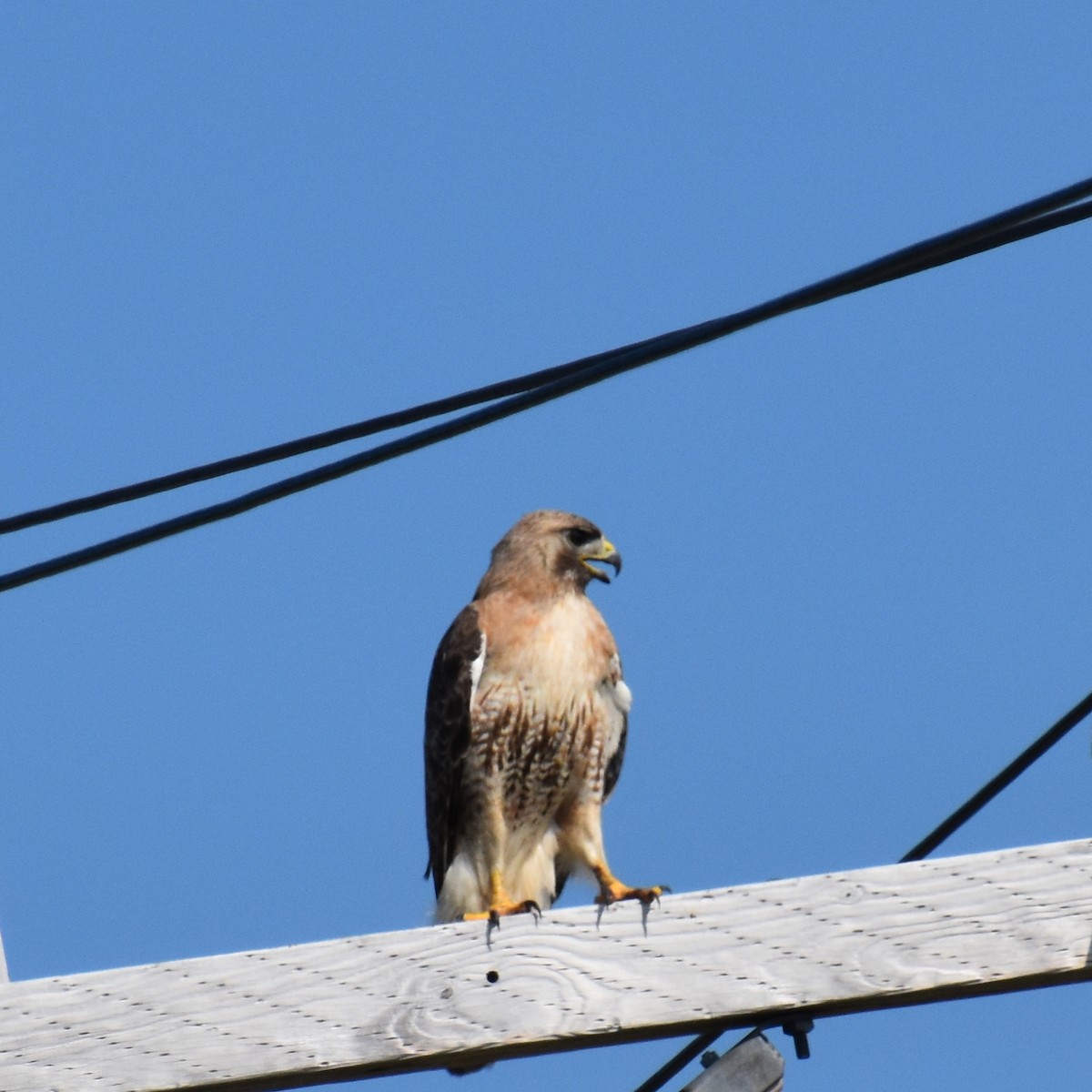 Red-tailed Hawk - ML639003453
