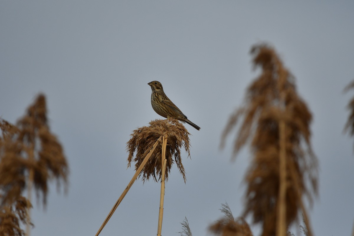 Corn Bunting - ML639003456