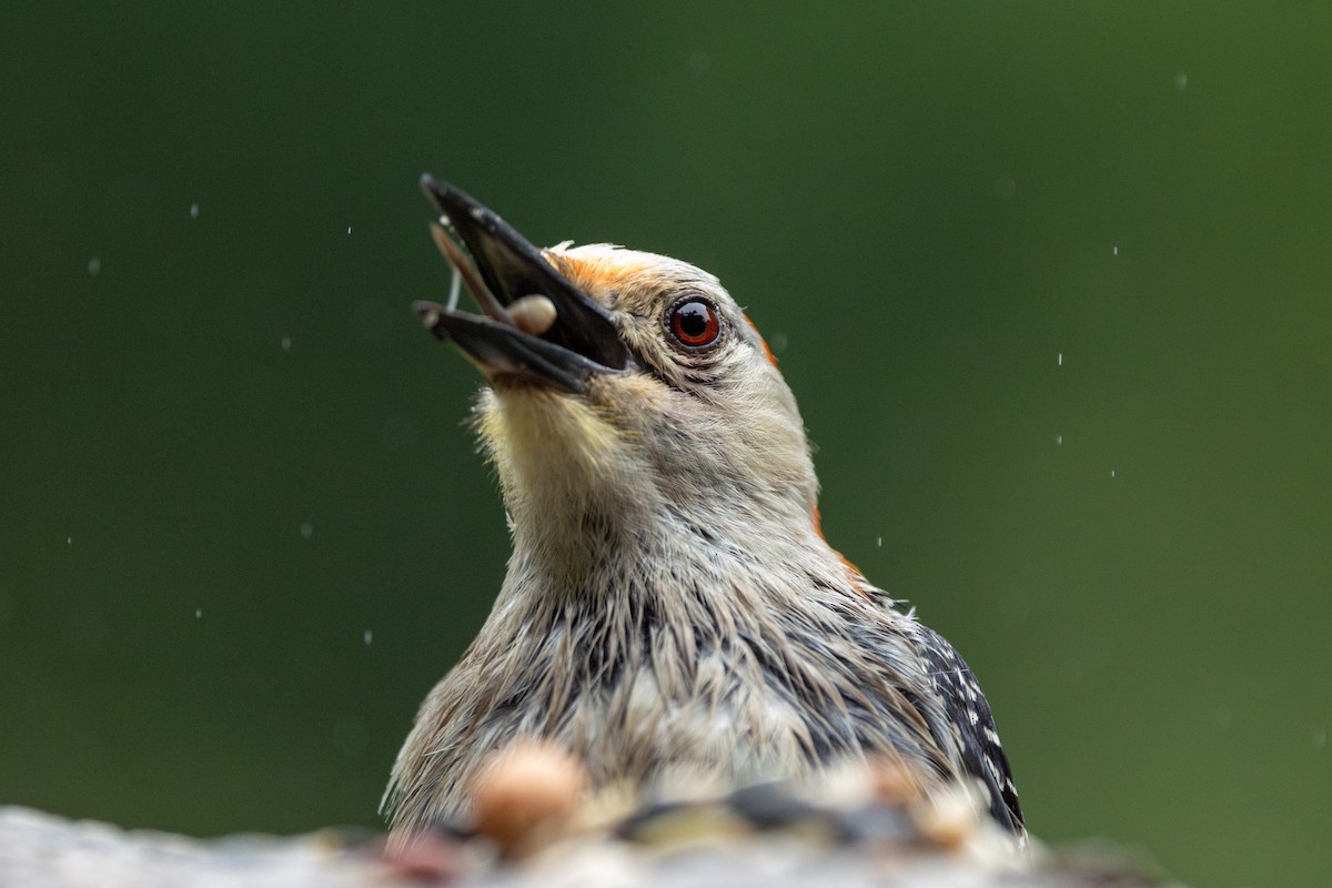 Red-bellied Woodpecker - ML639003457