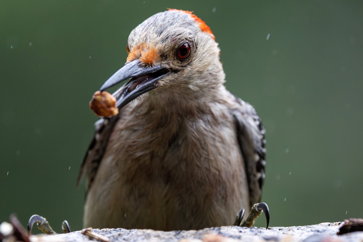 Red-bellied Woodpecker - ML639003458