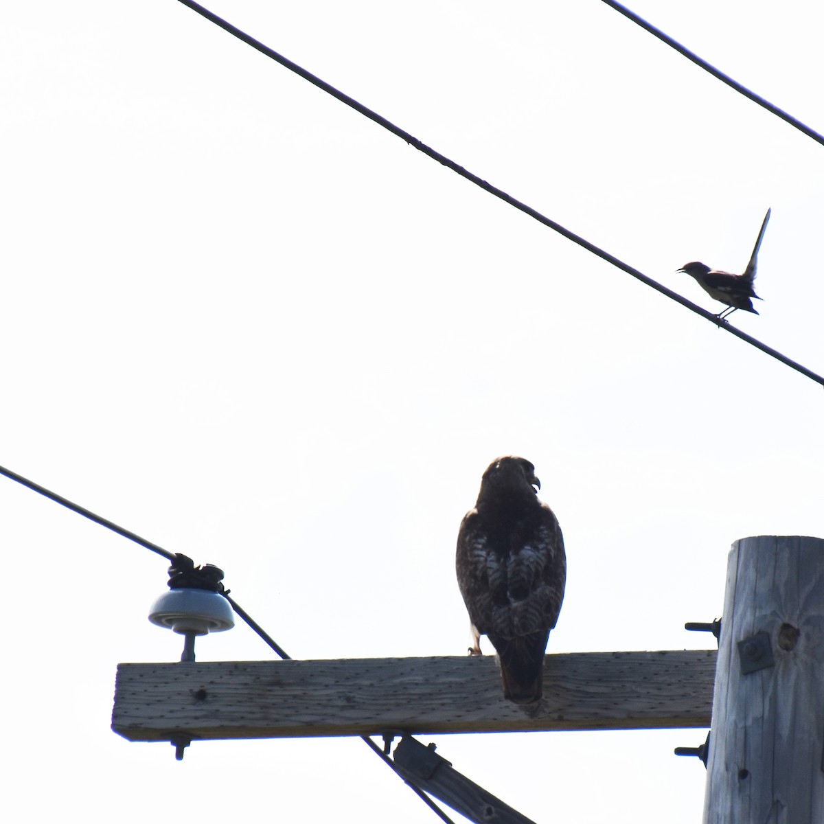 Northern Mockingbird - ML639003459