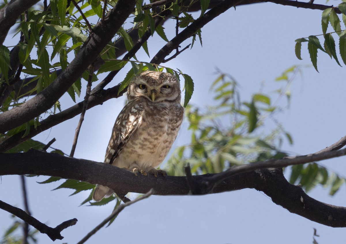 Spotted Owlet - ML639003460