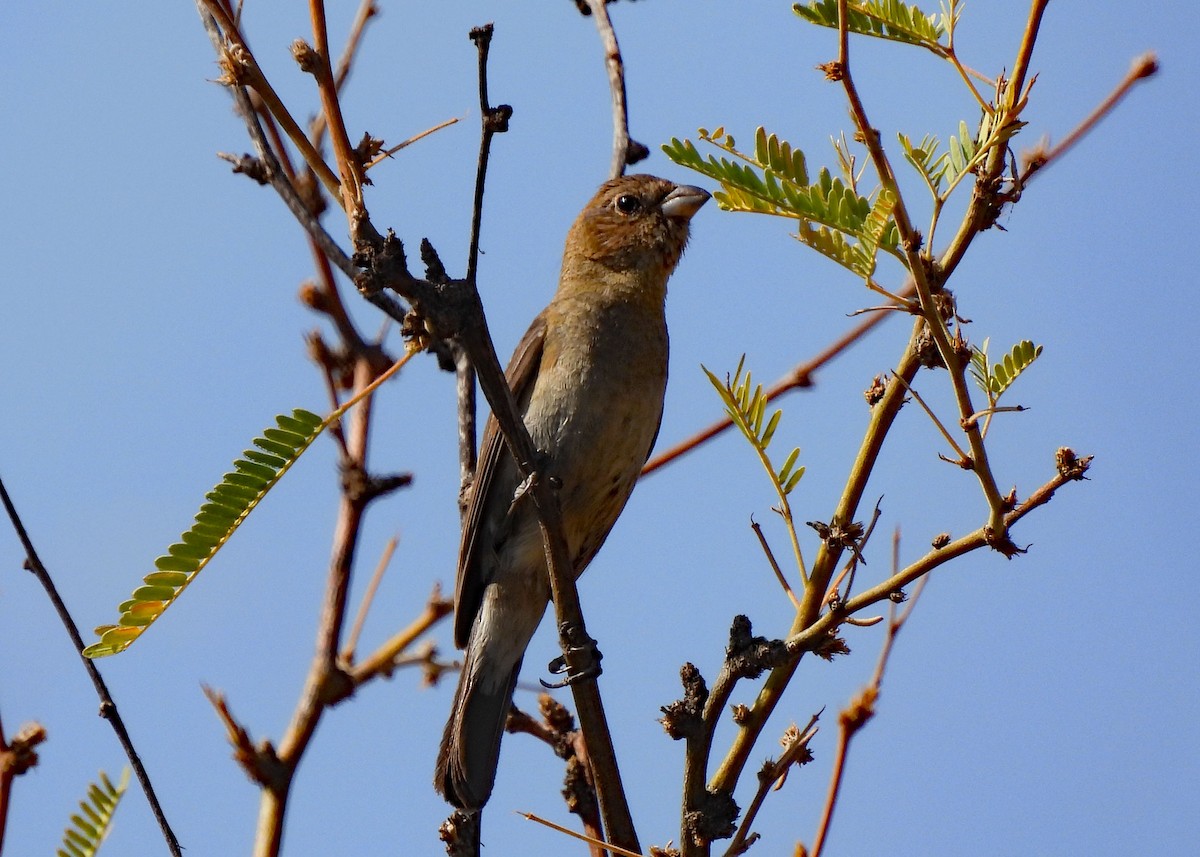 Varied Bunting - ML639003461