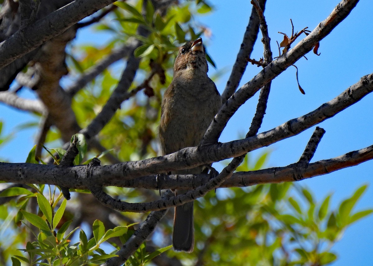 Varied Bunting - ML639003462