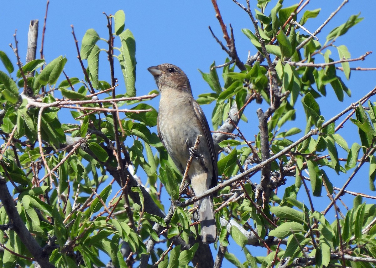 Varied Bunting - ML639003463