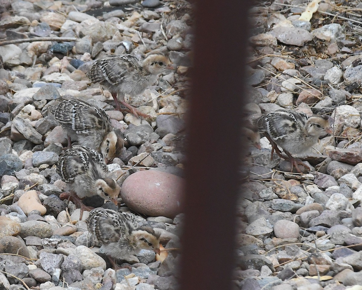 Gambel's Quail - ML639003466