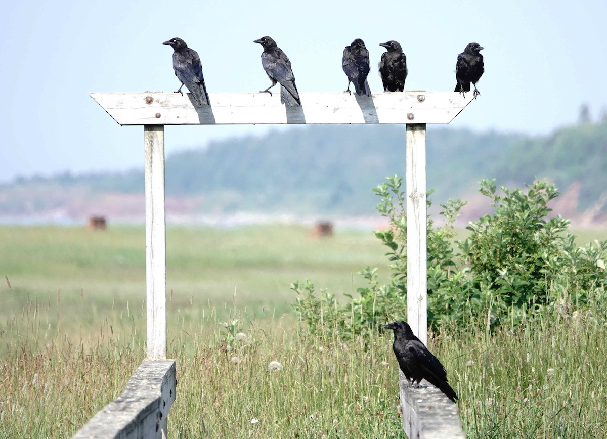 American Crow - ML639003467