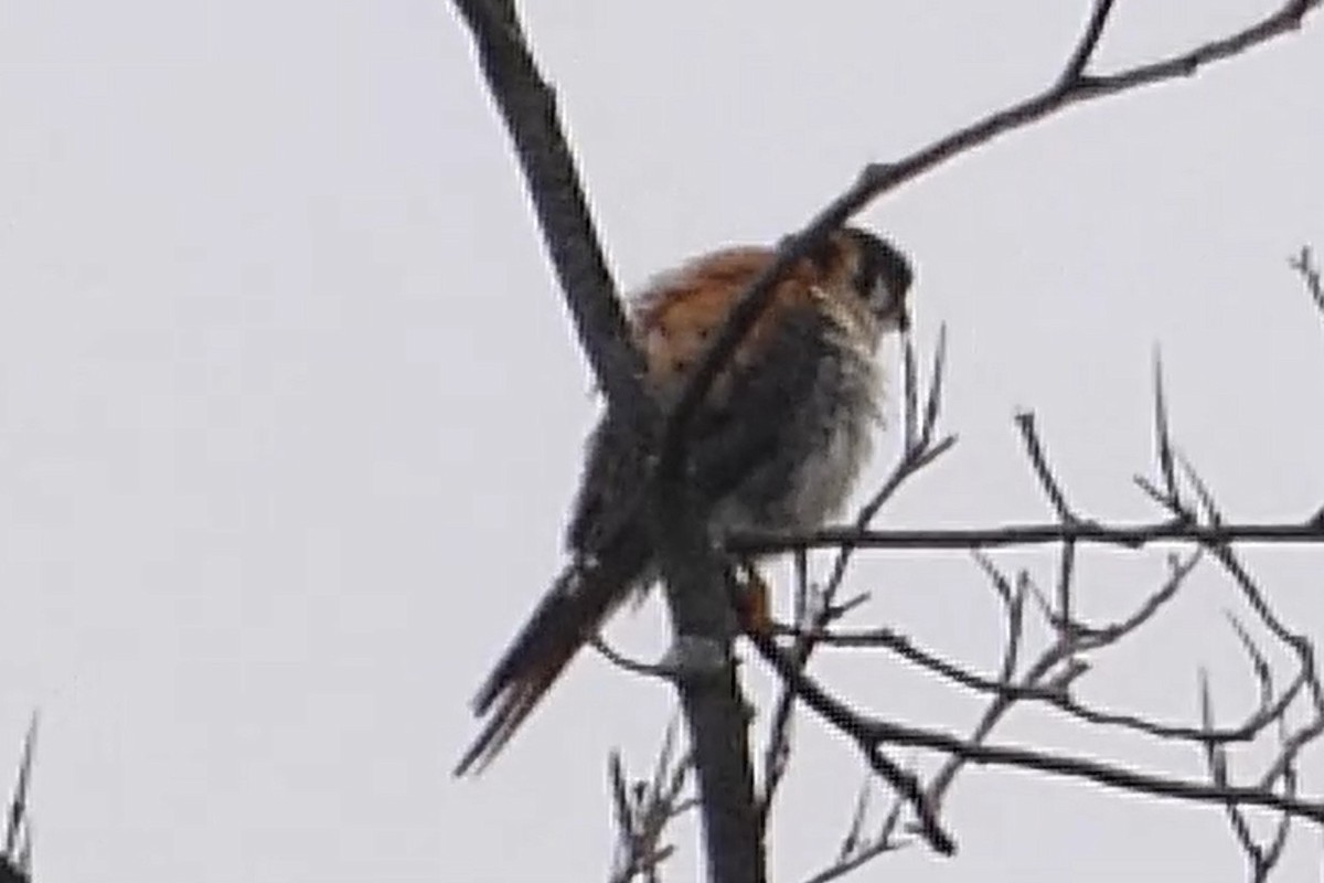 American Kestrel - ML639003468