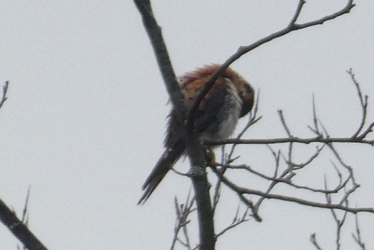 American Kestrel - ML639003469