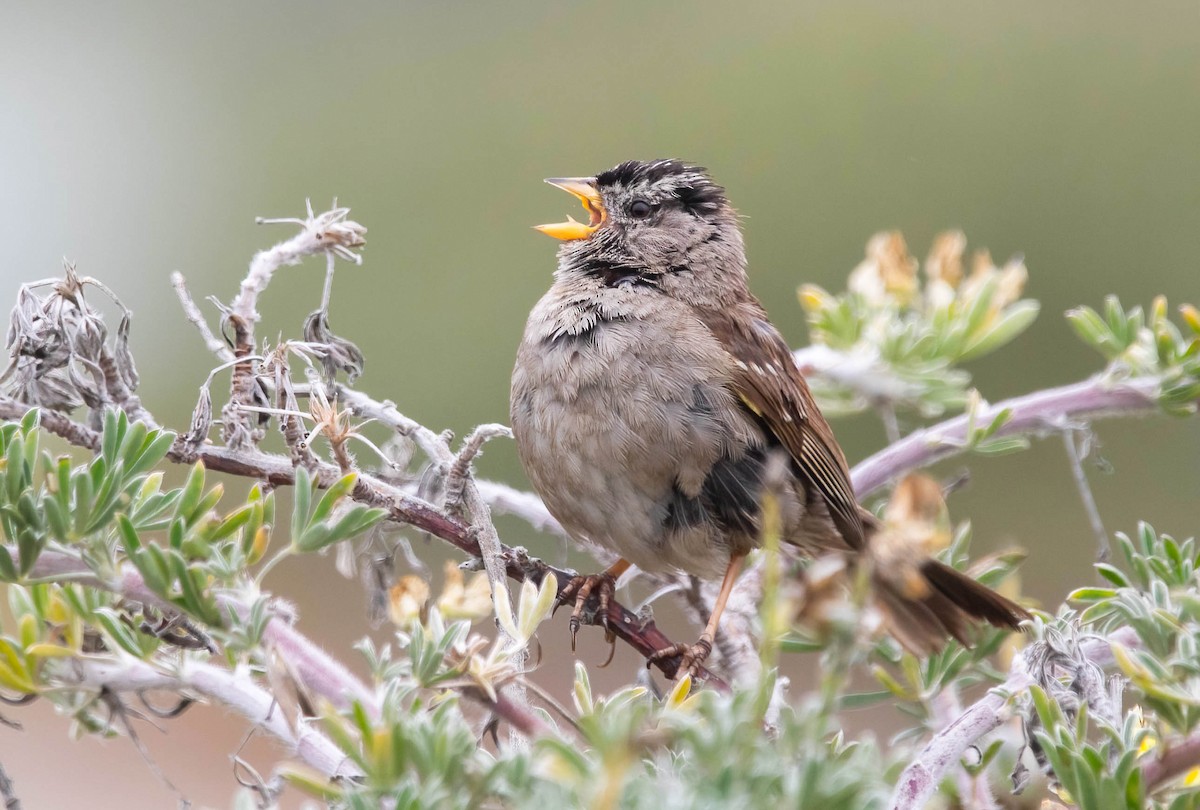 White-crowned Sparrow - ML639003470