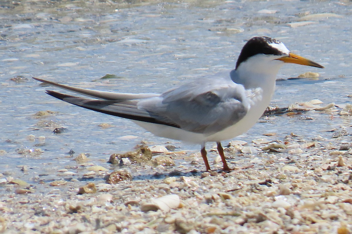 Least Tern - ML639003472