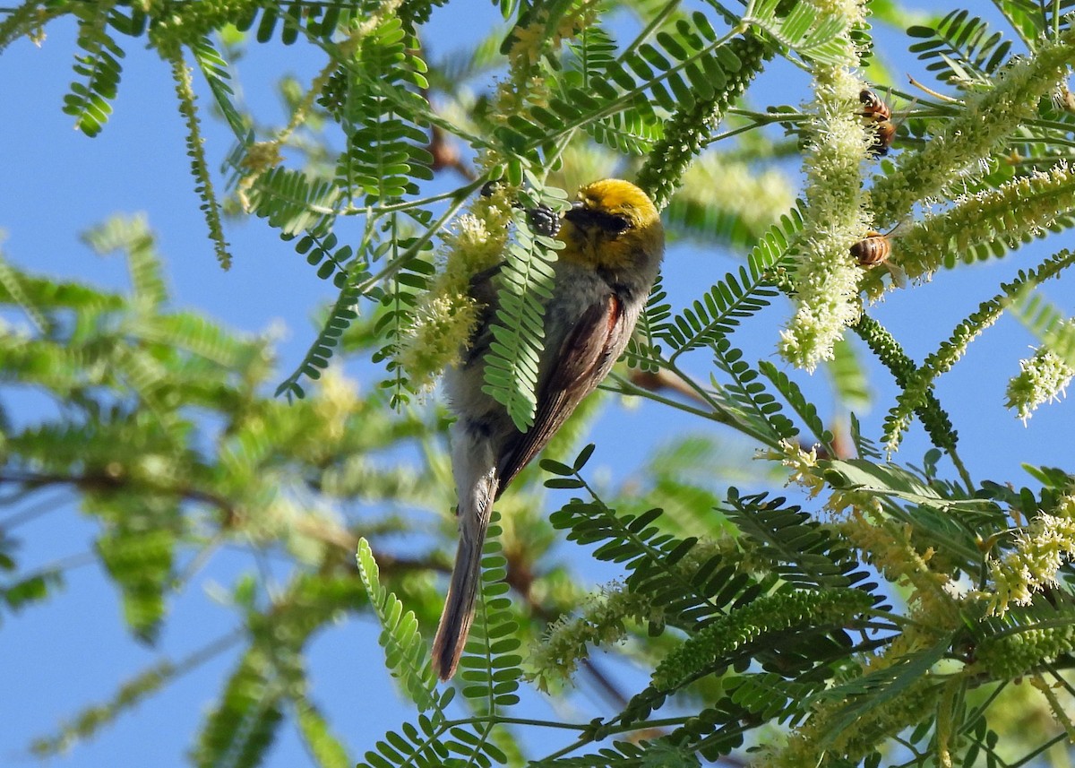 Verdin - ML639003473