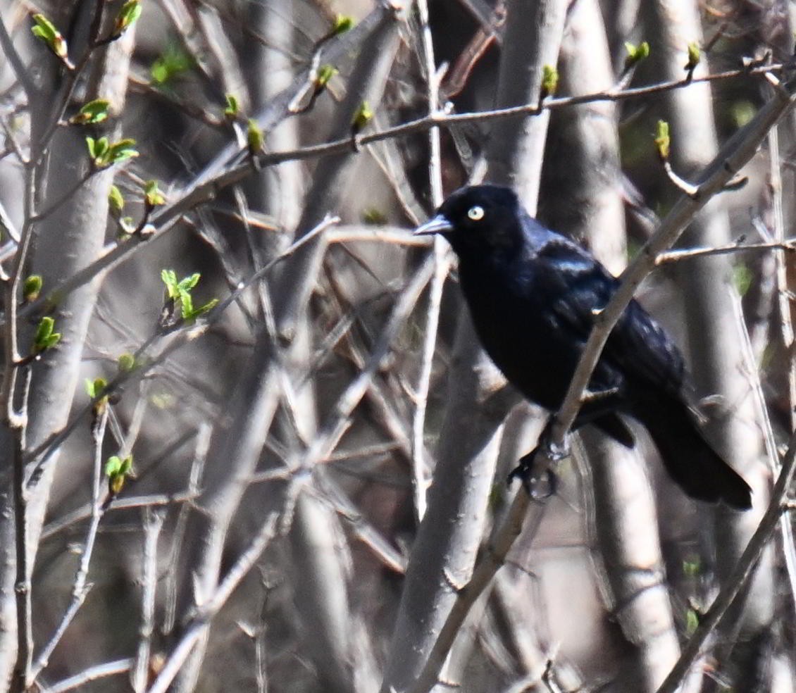 Rusty Blackbird - ML639003474