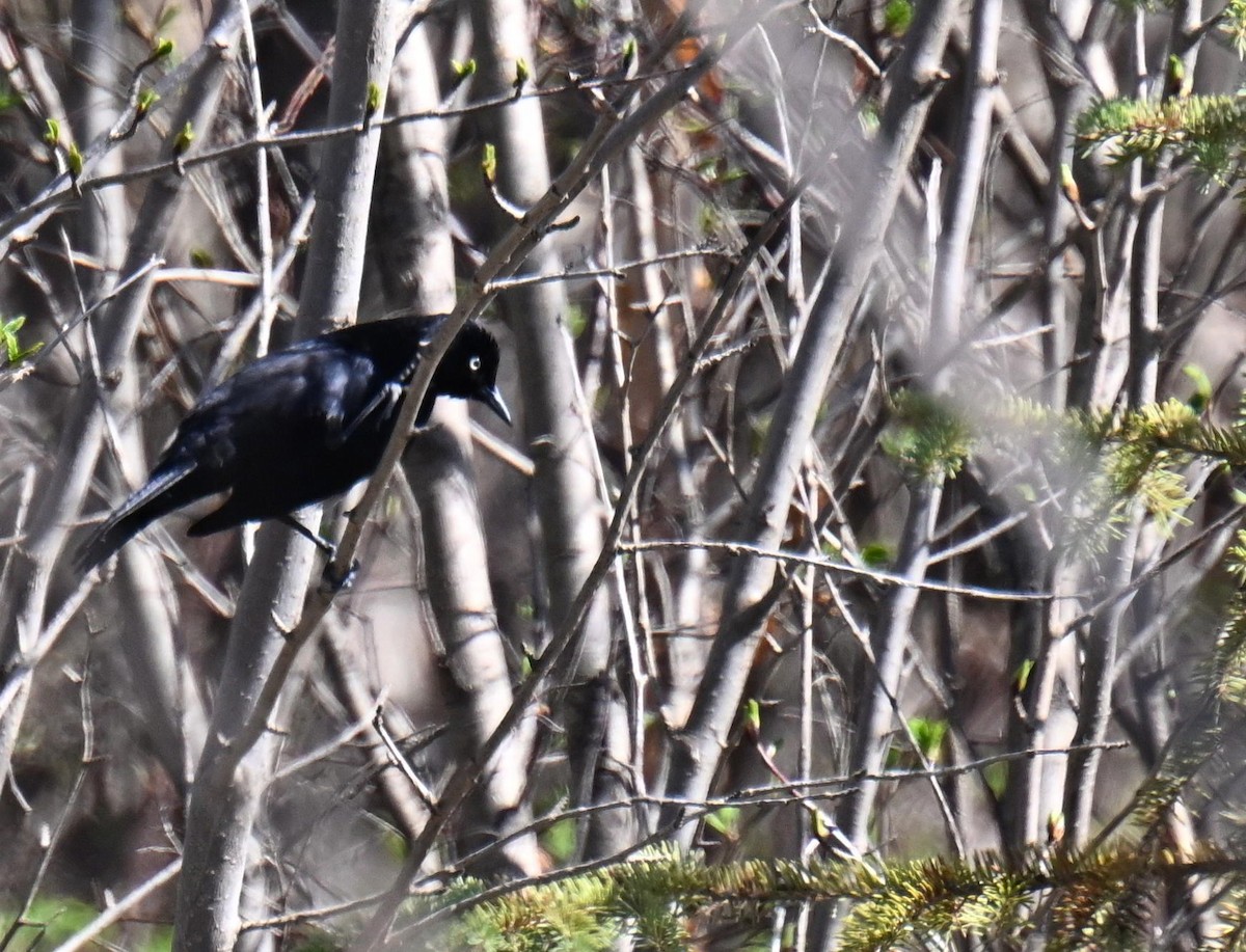 Rusty Blackbird - ML639003476