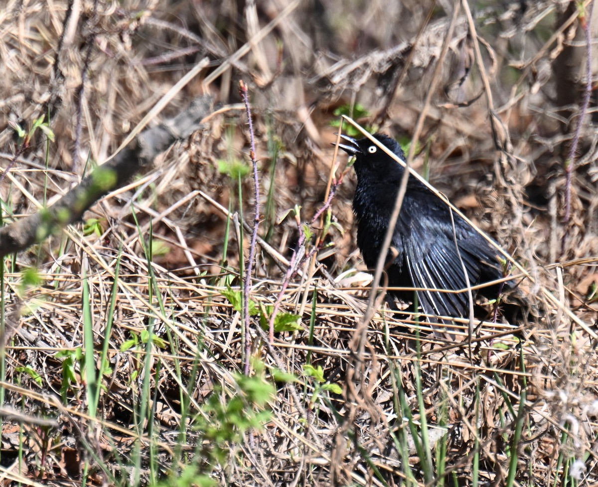Rusty Blackbird - ML639003477