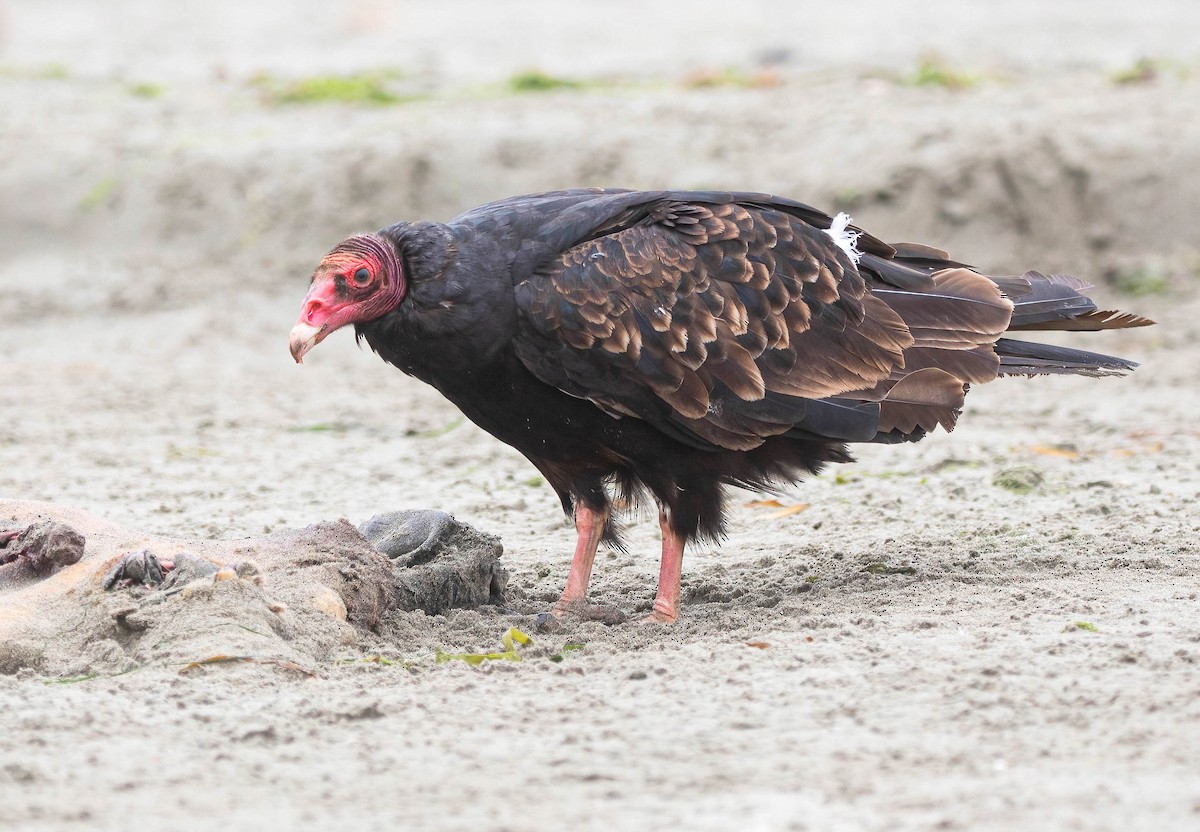 Turkey Vulture - ML639003479
