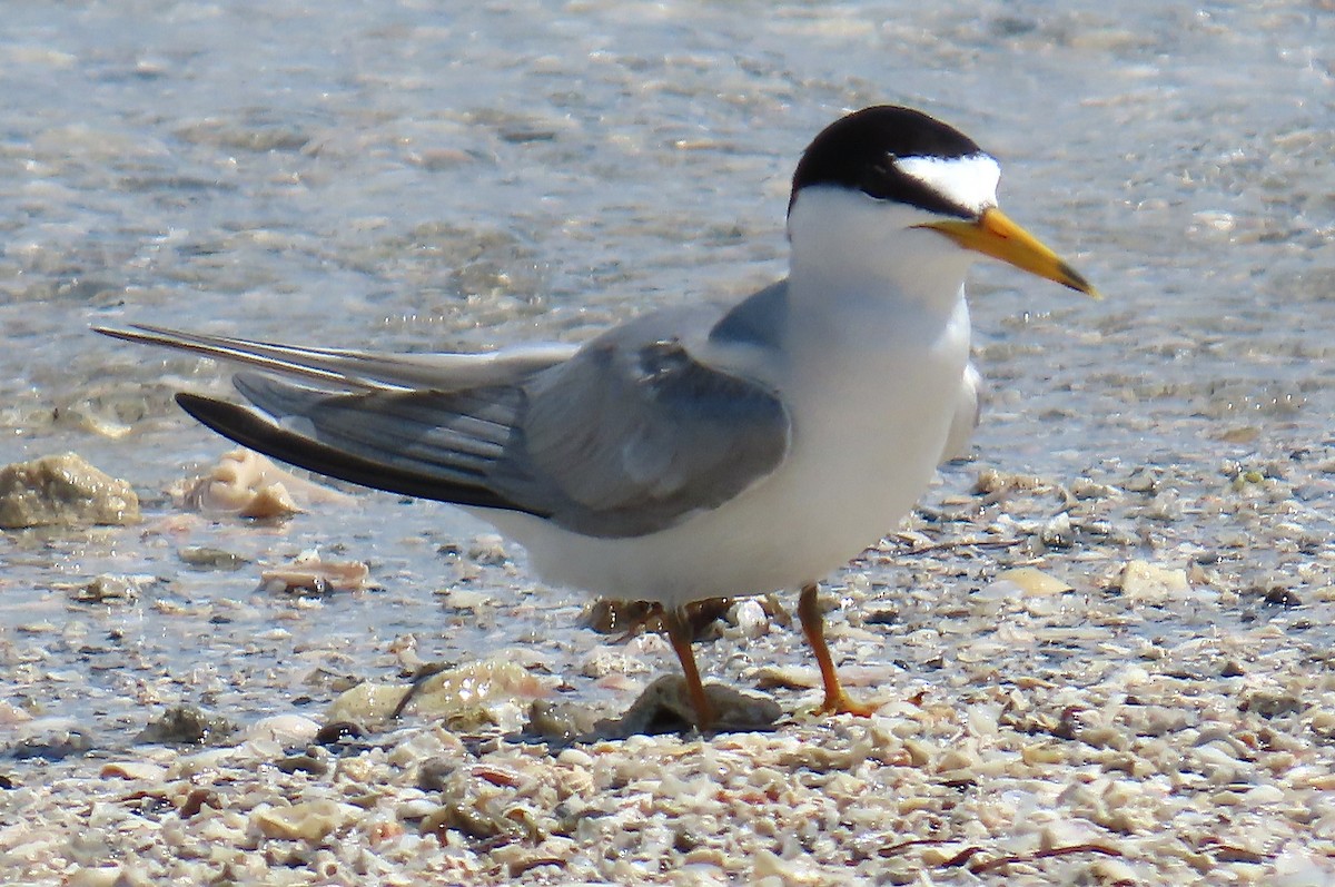 Least Tern - ML639003480