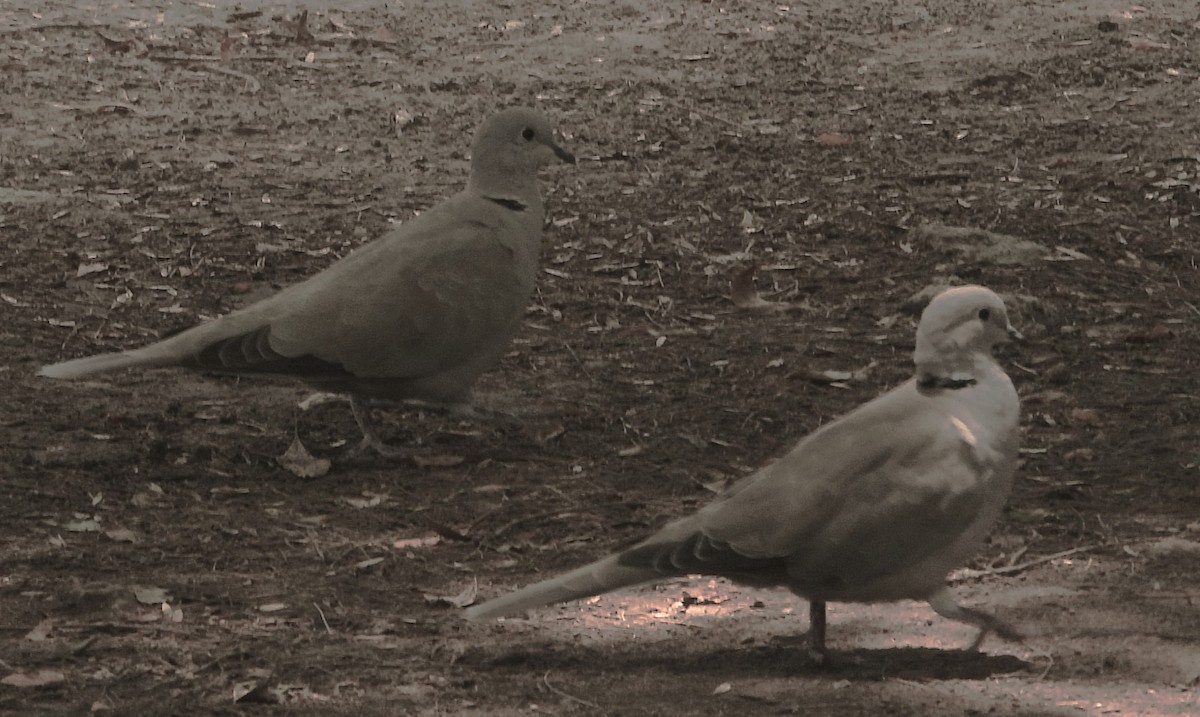 Eurasian Collared-Dove - ML639003482