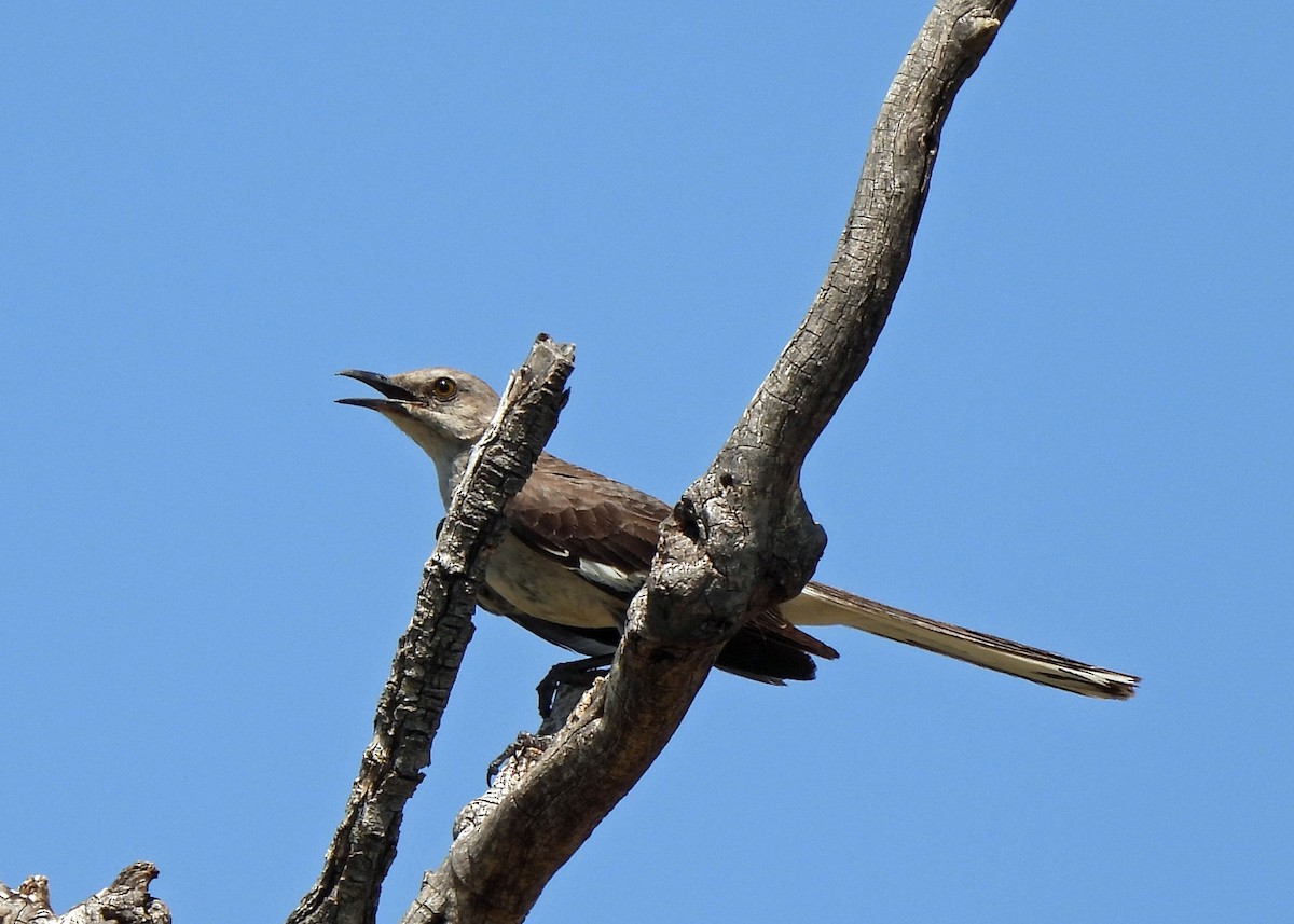 Northern Mockingbird - ML639003483