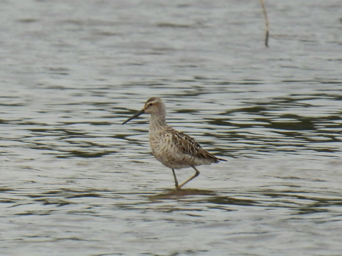Stilt Sandpiper - ML639003498