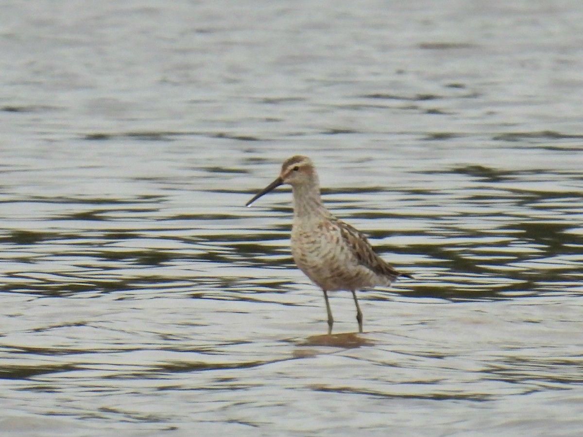 Stilt Sandpiper - ML639003499