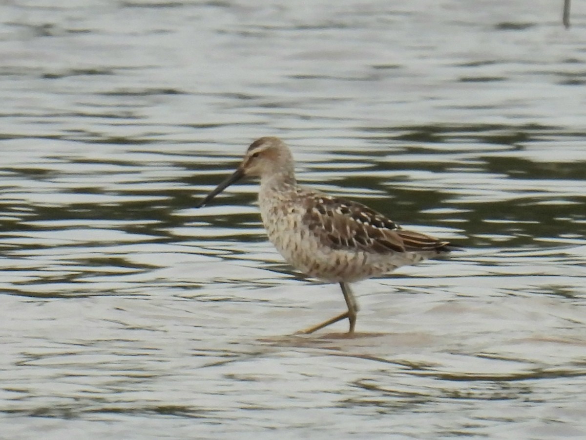 Stilt Sandpiper - ML639003500