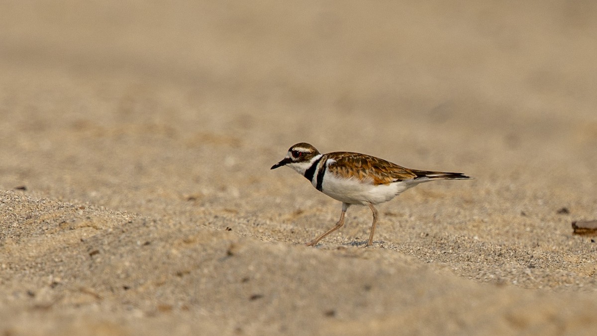Killdeer - ML639003511