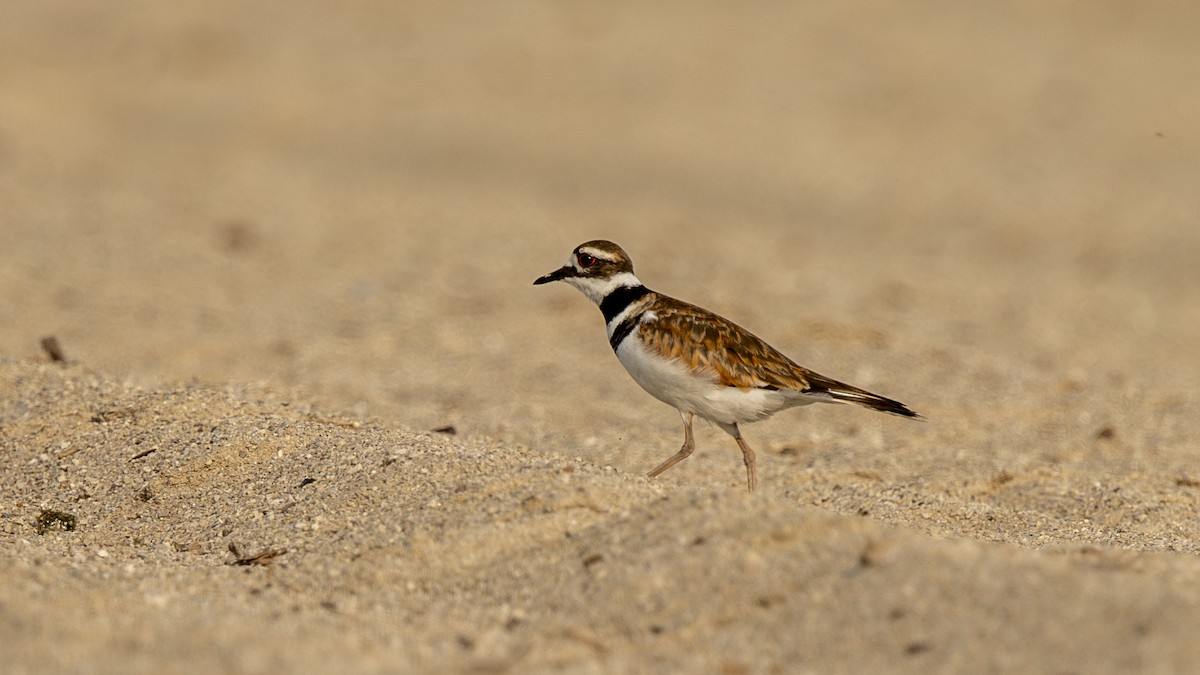 Killdeer - ML639003512