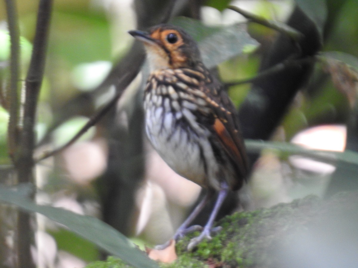 Streak-chested Antpitta - ML639003533