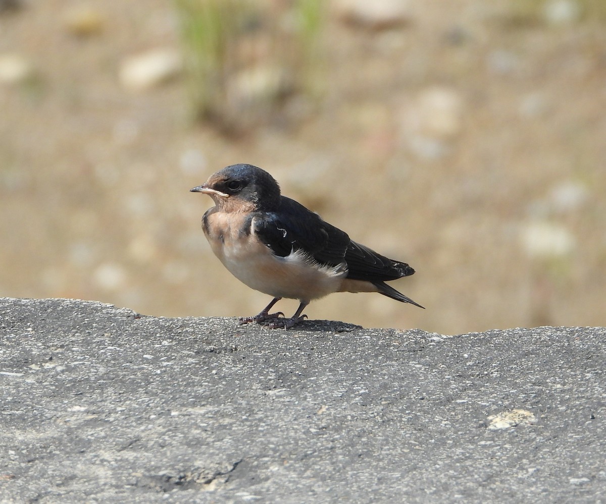 Асрын хараацай - ML639003549