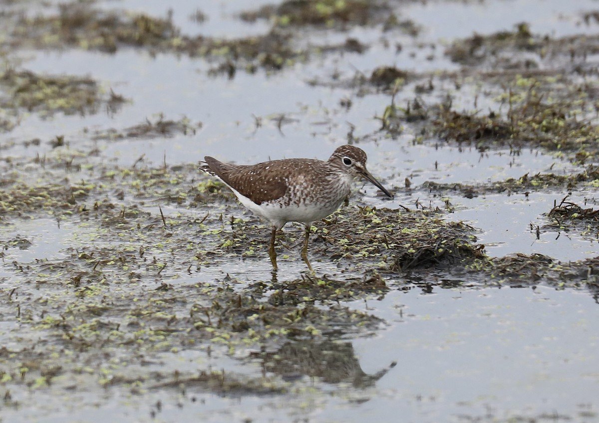 Solitary Sandpiper - ML639003563