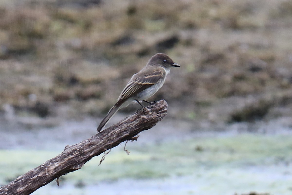 Eastern Phoebe - ML639003581