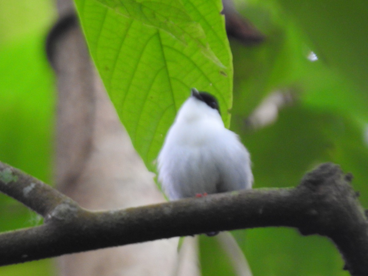 White-bearded Manakin - ML639003588