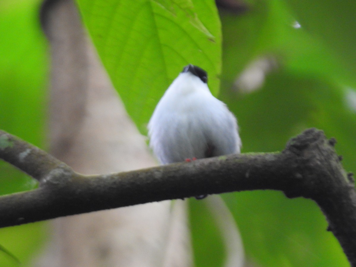 White-bearded Manakin - ML639003589