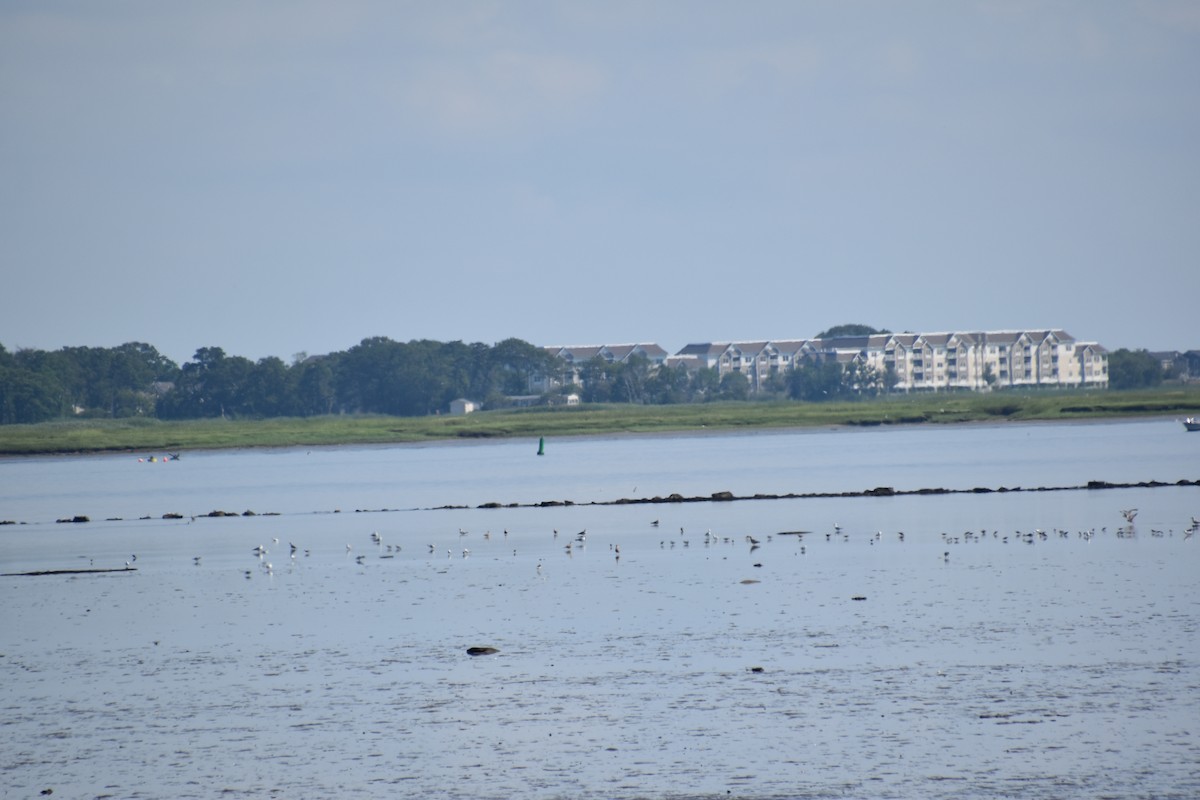 Willet - ML639003602