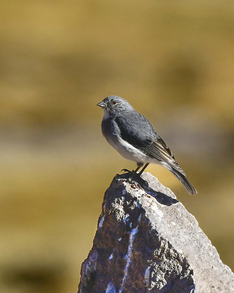 ノドジロヤマシトド - ML639003604