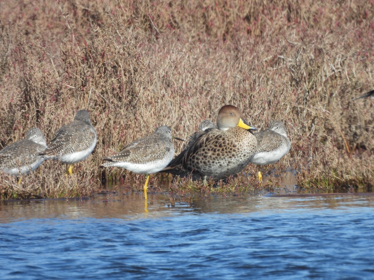 Yellow-billed Pintail - ML639003684