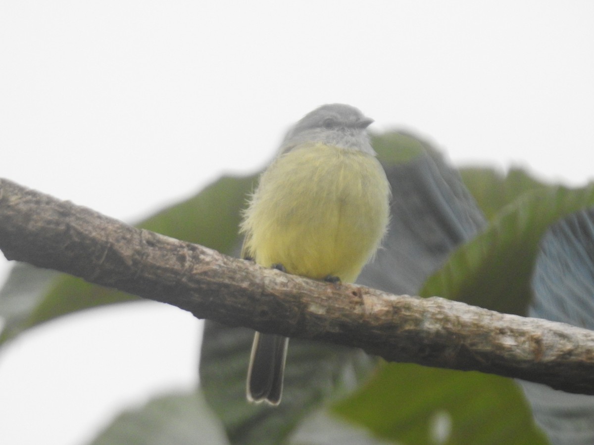 Yellow-crowned Tyrannulet - ML639003686