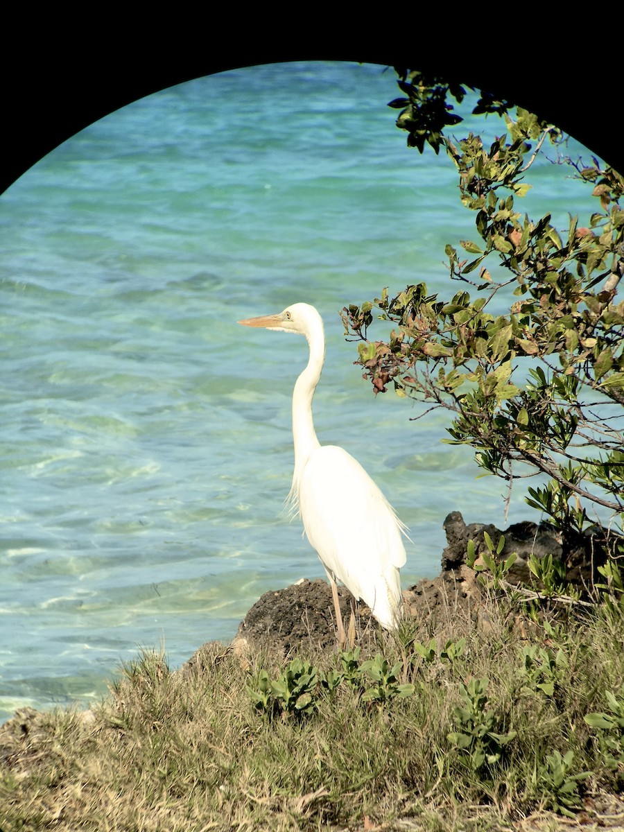 Great Blue Heron (Great White) - ML639003722