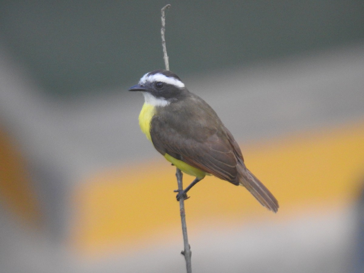 Rusty-margined Flycatcher - ML639003771