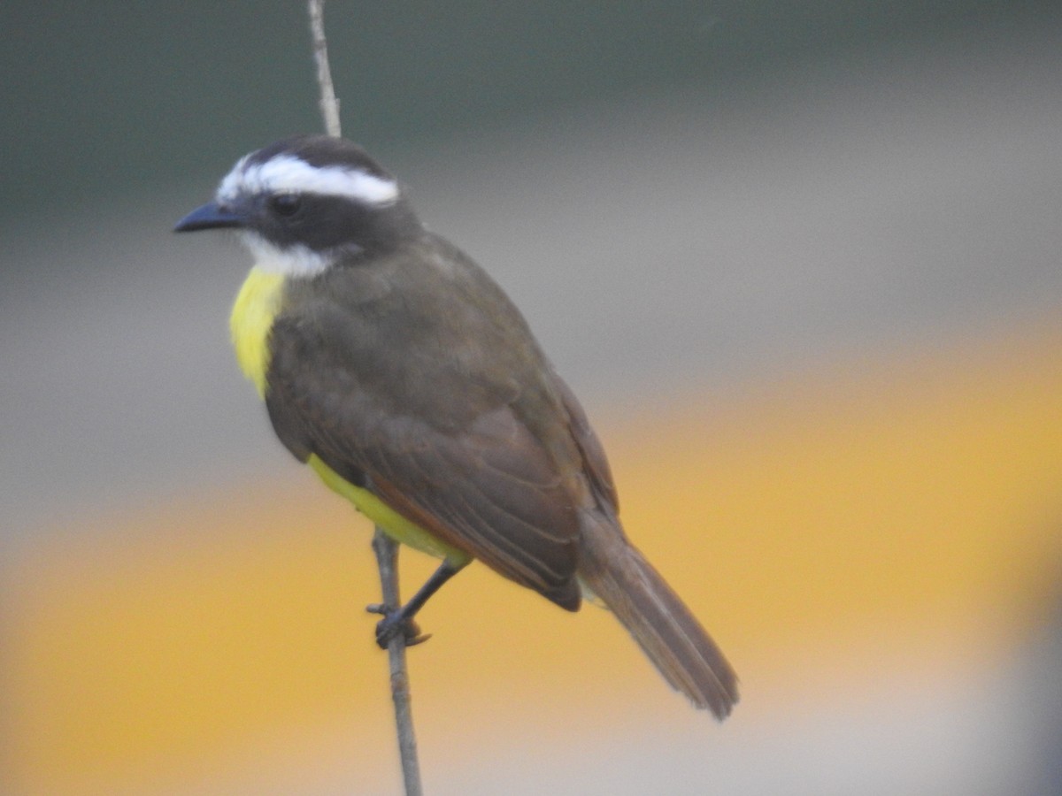 Rusty-margined Flycatcher - ML639003772